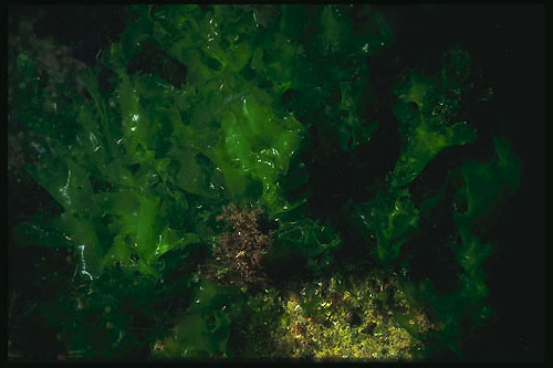 img\ - 0,0 K